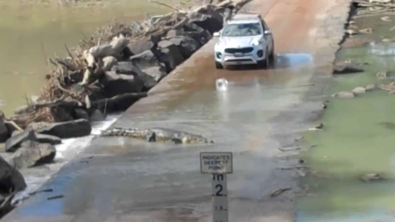 MASSIVE CROCODILE CROSSES BRIDGE IN FRONT OF CAR