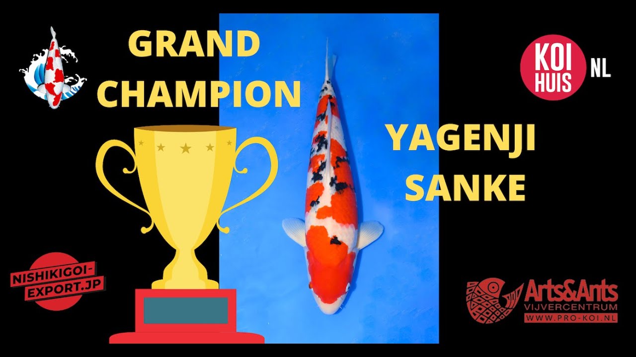 Het verhaal achter de GRAND CHAMPION Sanke | KOISHOW NOORD