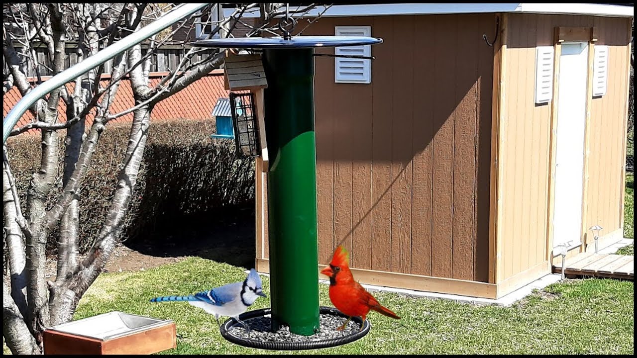 The Ultimate Bird Feeder Build -  Look How Easy - You Can Do This Too