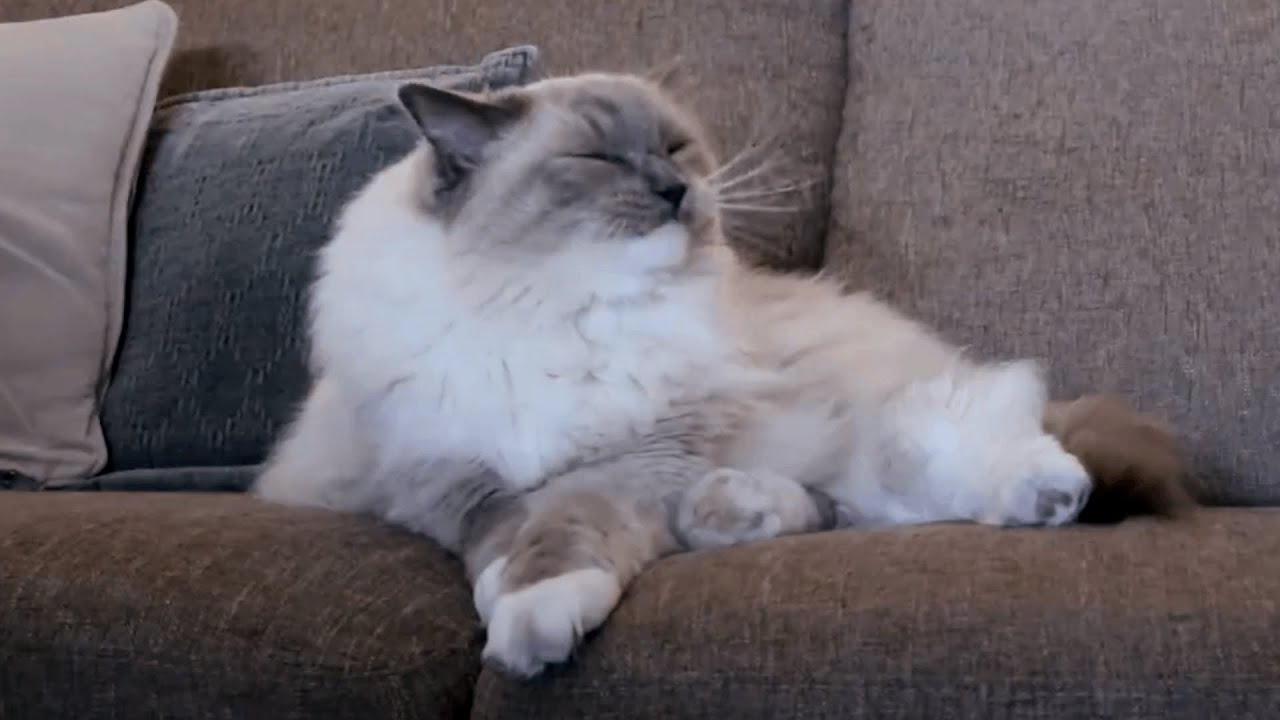 Cute Cat Waking Up From Sleep | Bowie The Ragdoll Cat