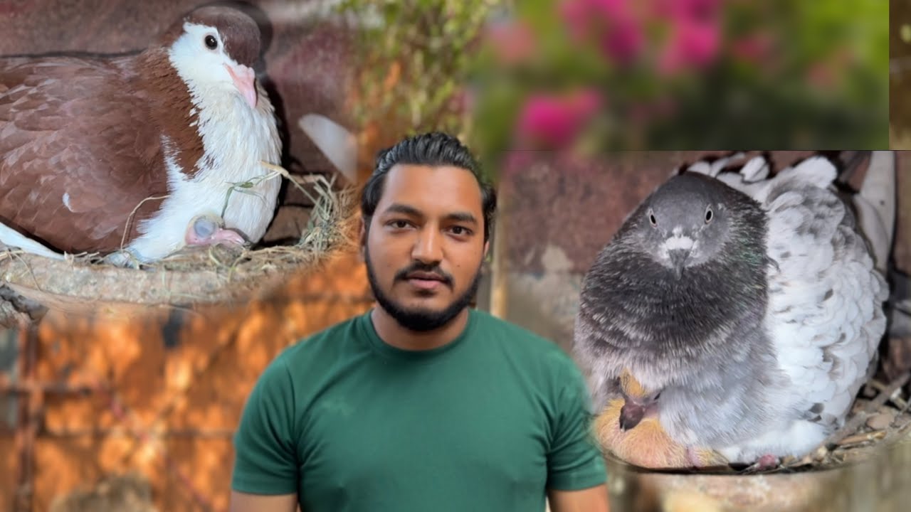 সিরাজি কবুতর বাচ্চা ফুটিয়েছে। ডিম পেলাম নতুন পেয়ার কবুতর গুলো থেকে আলহামদুলিল্লাহ