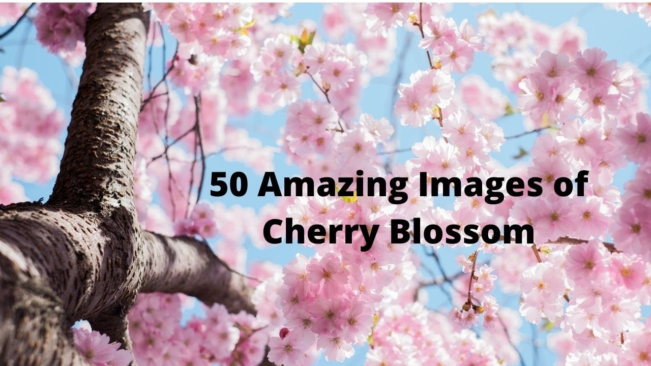 50 Most Beautiful Cherry Blossom Images!!!