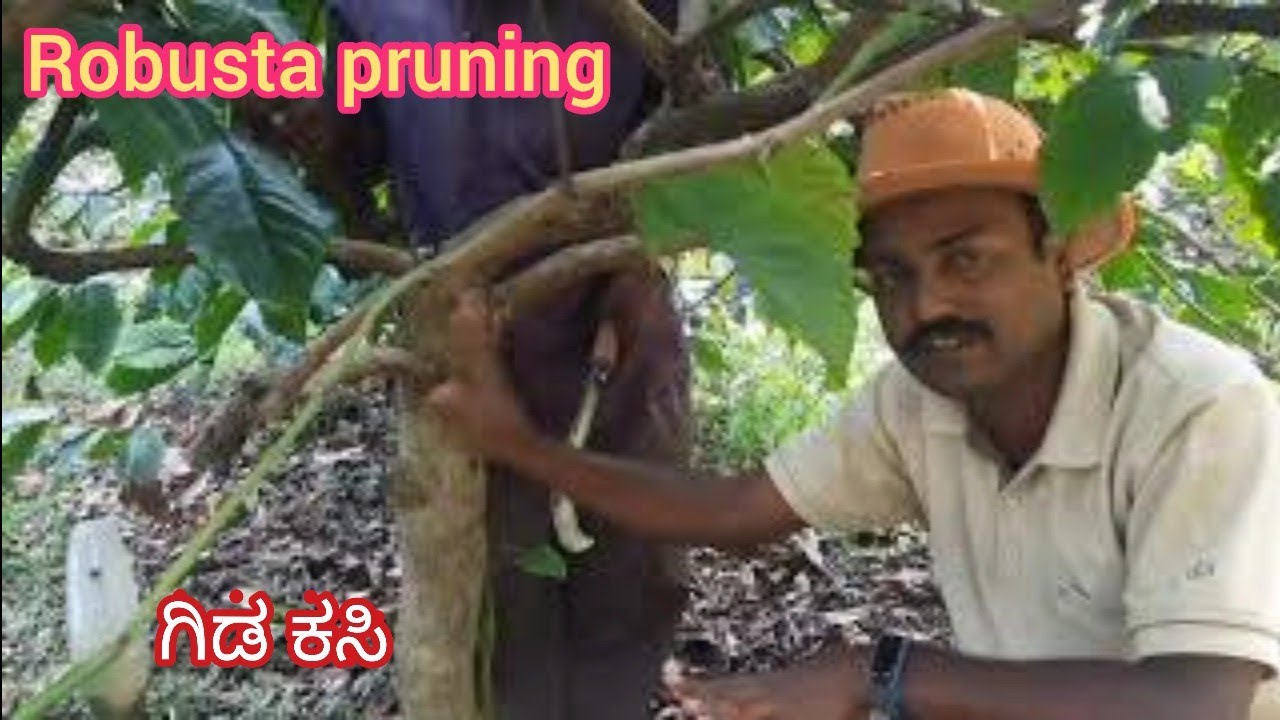Robusta Pruning | ಗಿಡ ಕಸಿಯ ಬಗ್ಗೆ ಸಂಪೂರ್ಣ ಮಾಹಿತಿ | Coffee plant bush management & Benefits | pruning