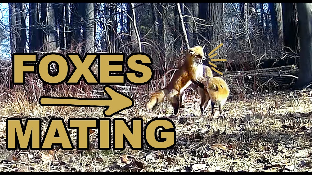 Trail Camera: Foxes Mating!