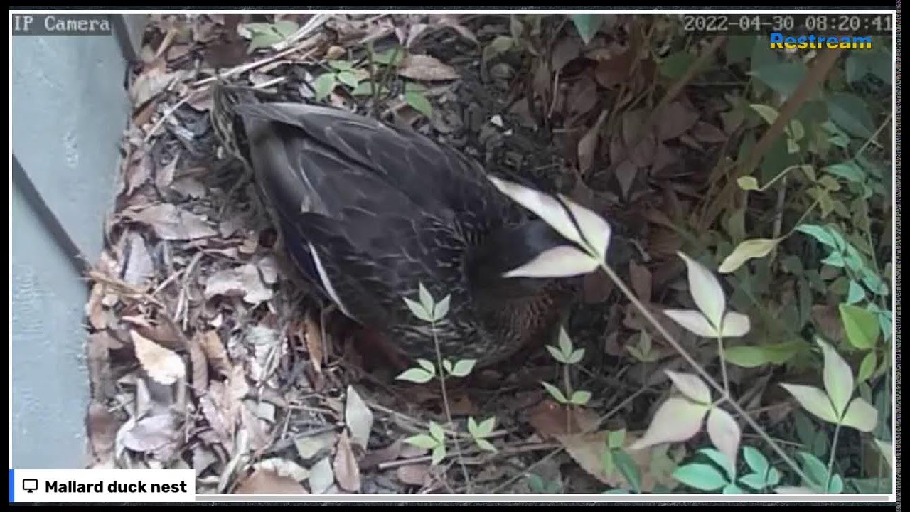 Live Mallard duck nest 4/30/22