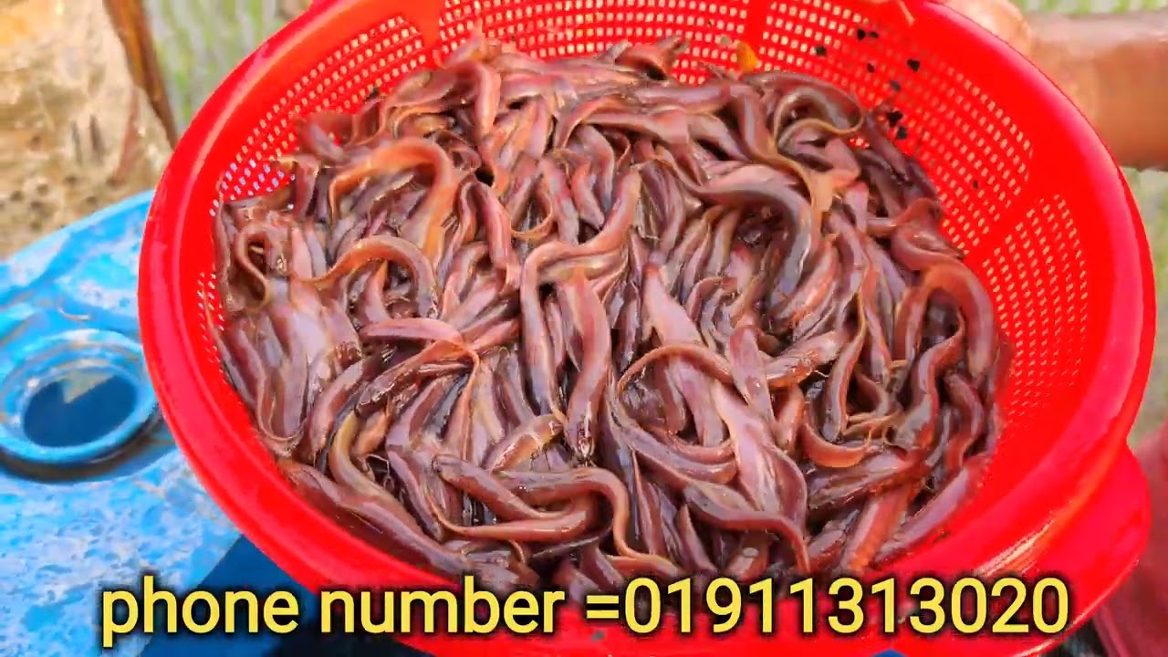 দেশী শিং মাছের পোনা পাওয়া যায় shing fish Catfish#fishing#catfish #shingfish #মাছ#video #youtubevideo