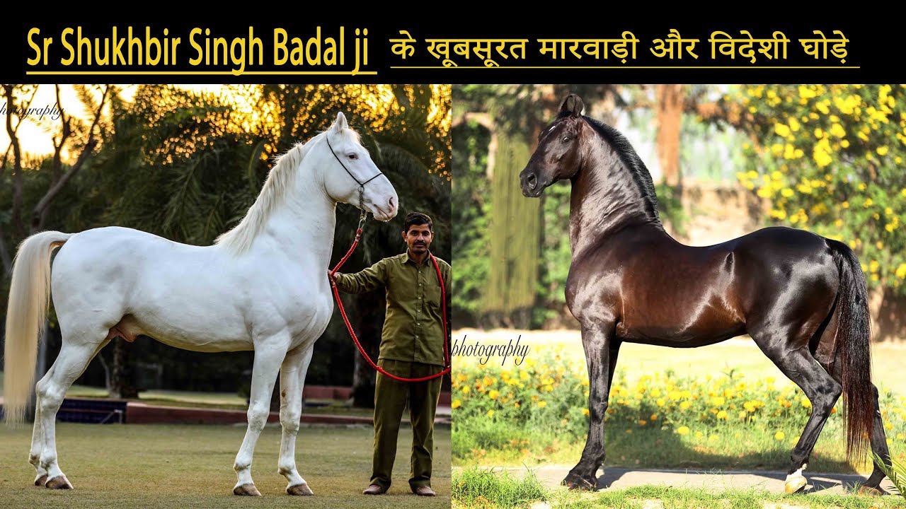 Sr Sukhbir singh Badal jiके खूबसूरत मारवाड़ी और विदेशी घोड़े