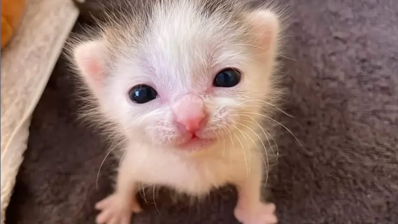 Genshin Impact V6.4 | Saving for Sandrone Day #40 