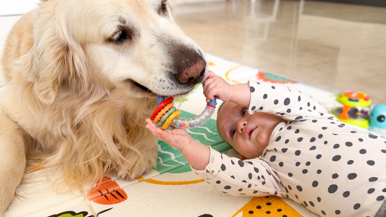 Niemowlę uczy się nowych umiejętności z pomocą swojego golden retrievera