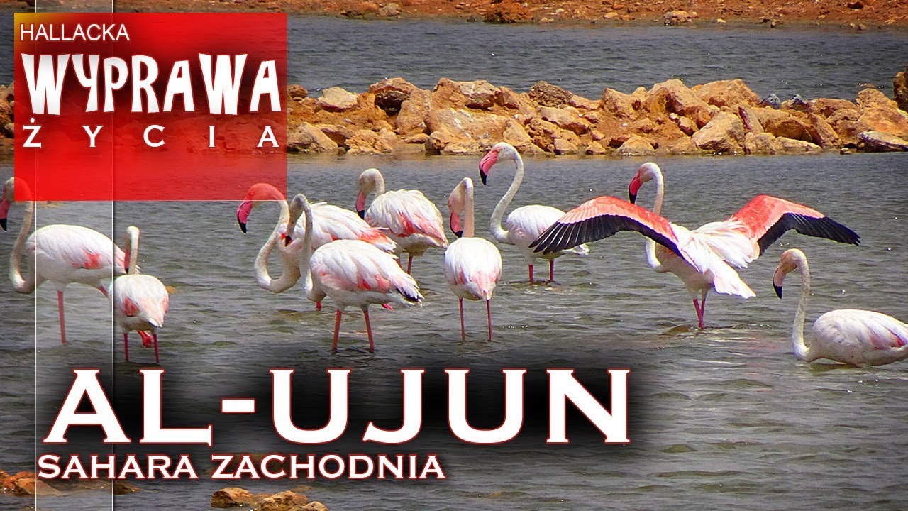 Al-Ujun - Sahara Zachodnia - ulice i flamingi - wyprawa życia