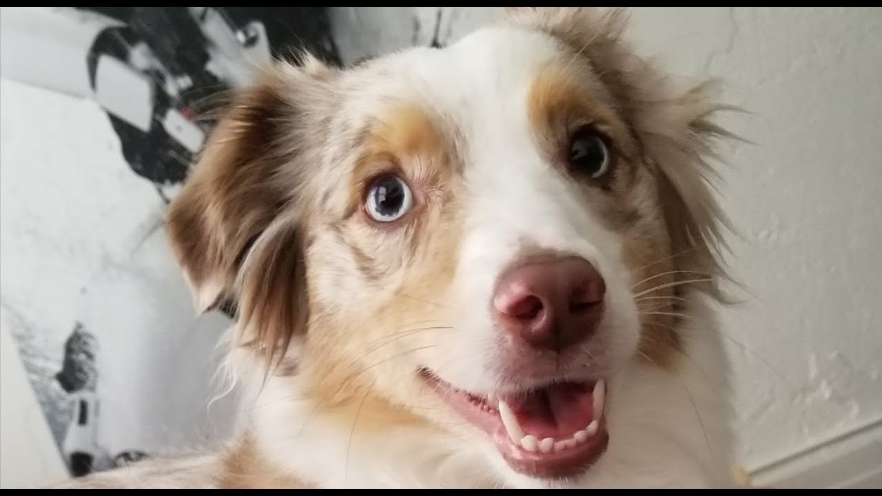 Life with Zoey: The Mini Australian Shepherd