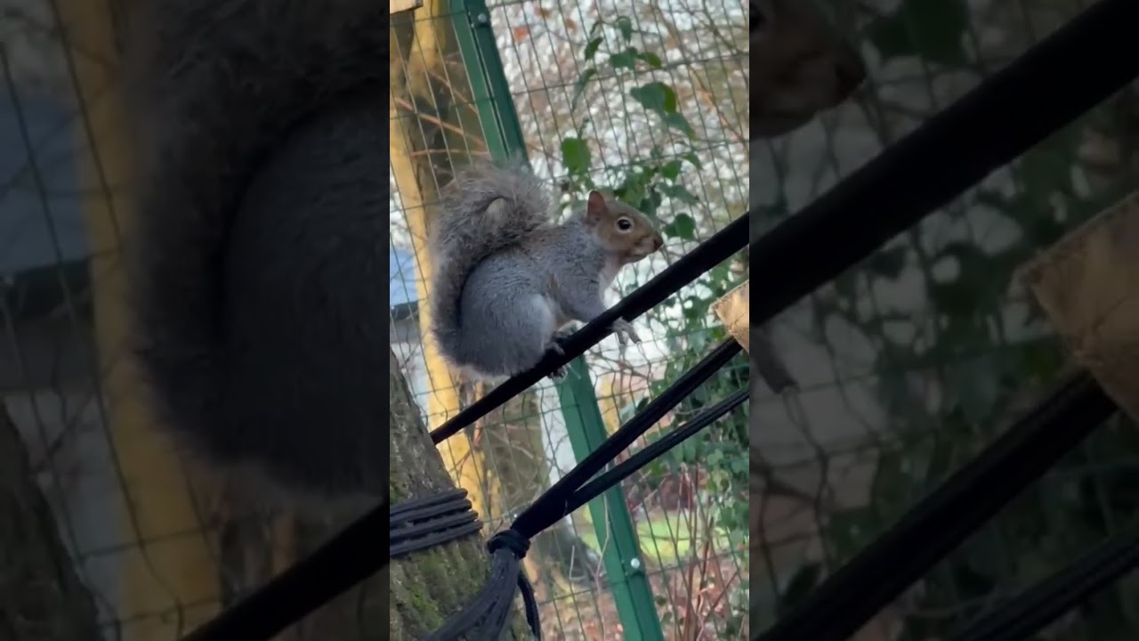 grey squriell video