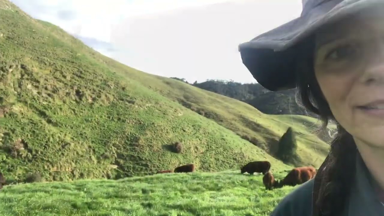 Red Devon cows and calves on a bright winter day