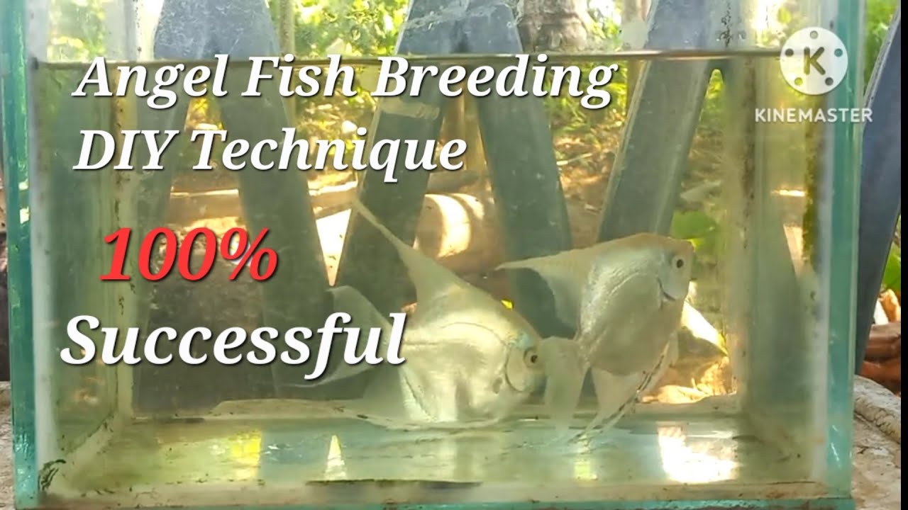 Angel Fish Breeding DIY Technique 100% successful