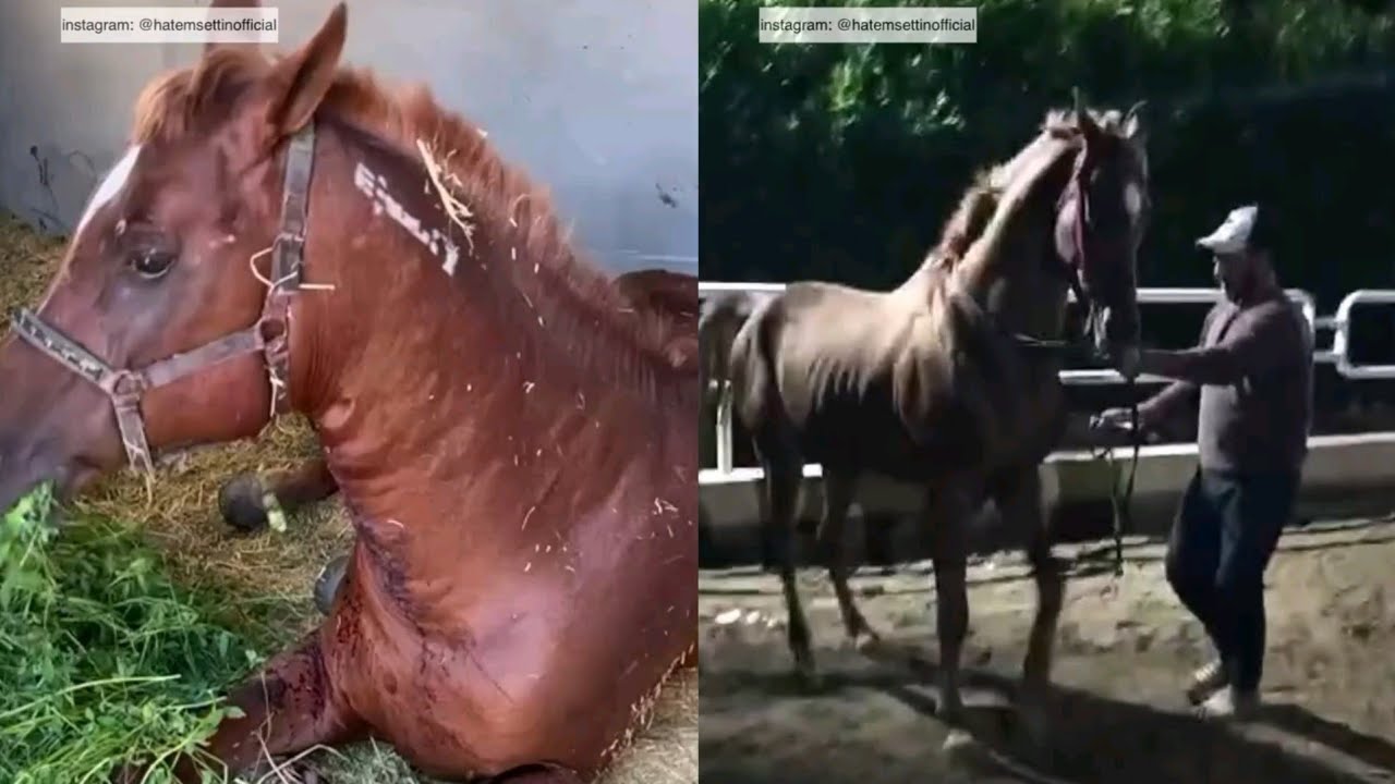 حصان عربى اصيل يخرج من تحت الارض فى دمياط الجديدة اغرب من الخيال 😧