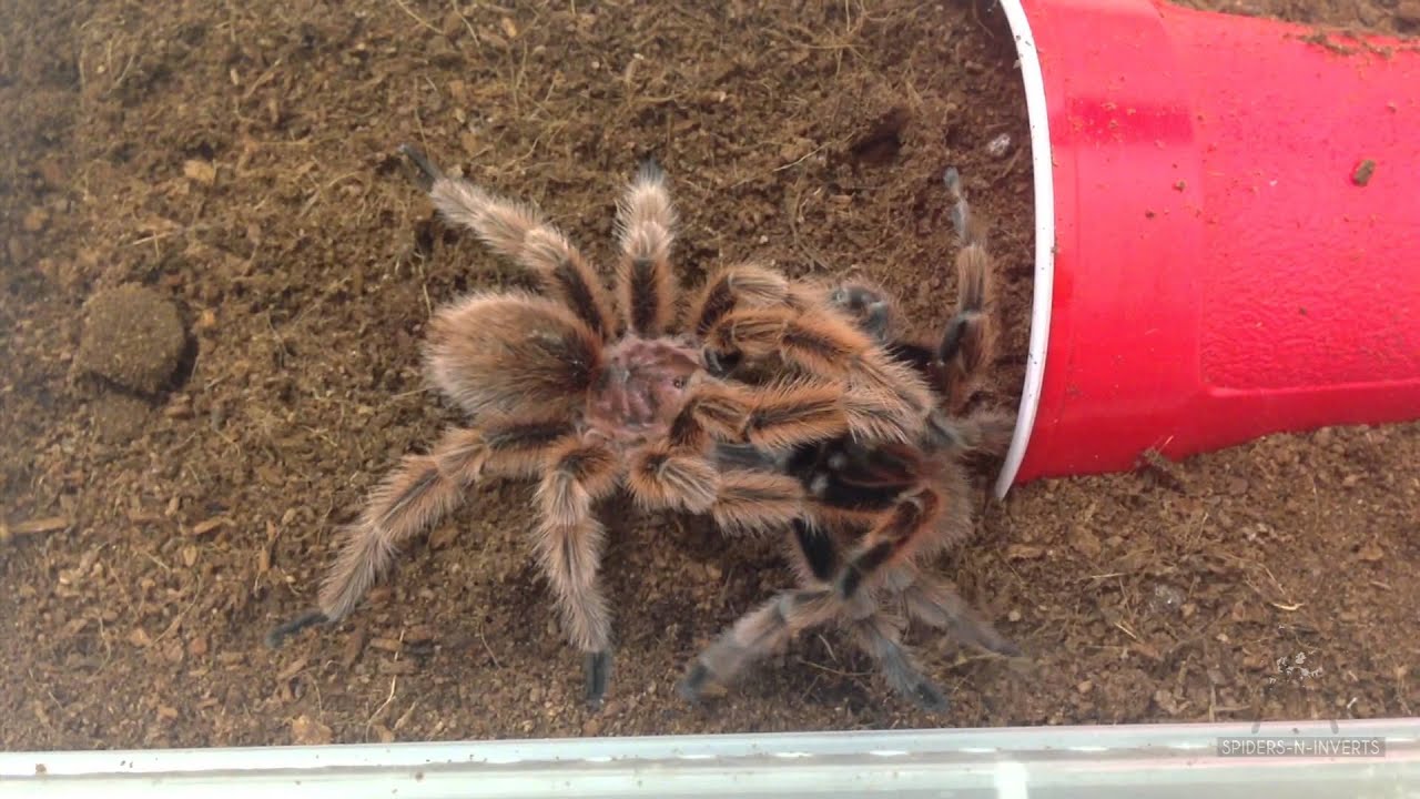 Tarantula Mating: Grammostola rosea 