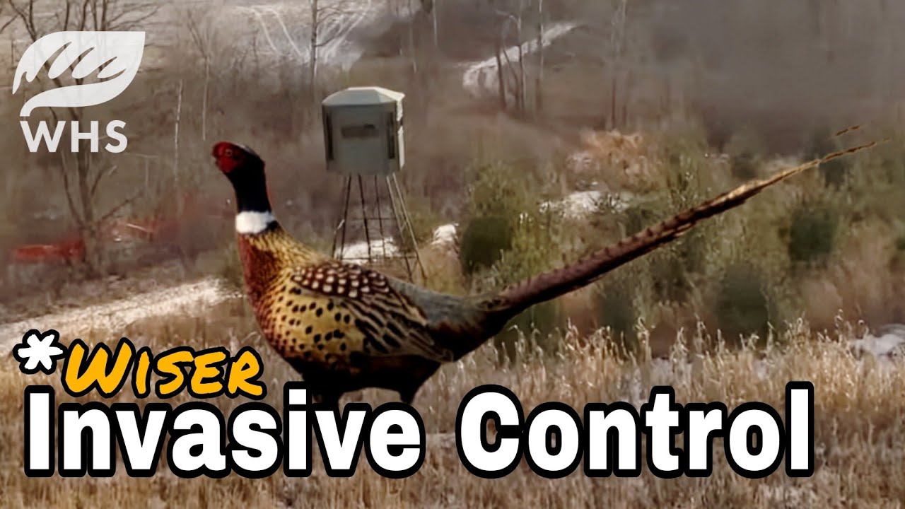 Getting Rid Of Invasives | Which Ones?