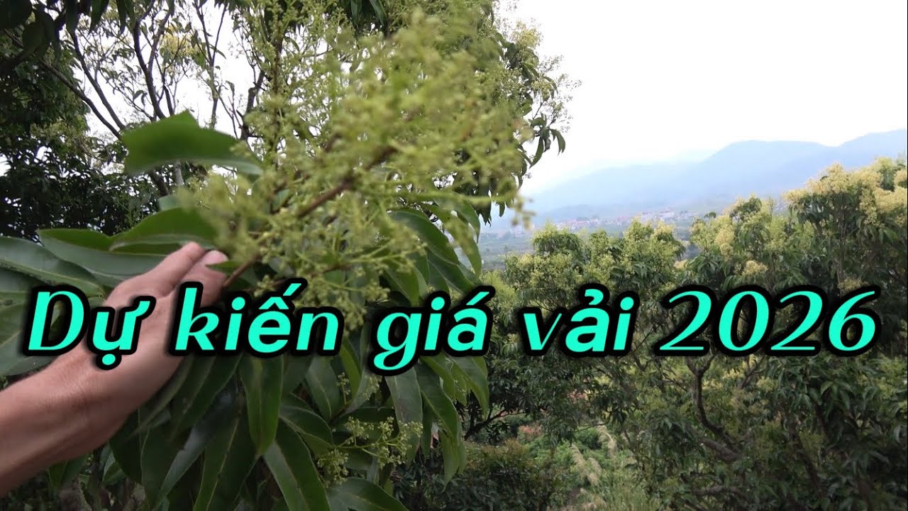 Chăm sóc vải thiều chính vụ giai đoạn tàn hoa vụ mùa 2026