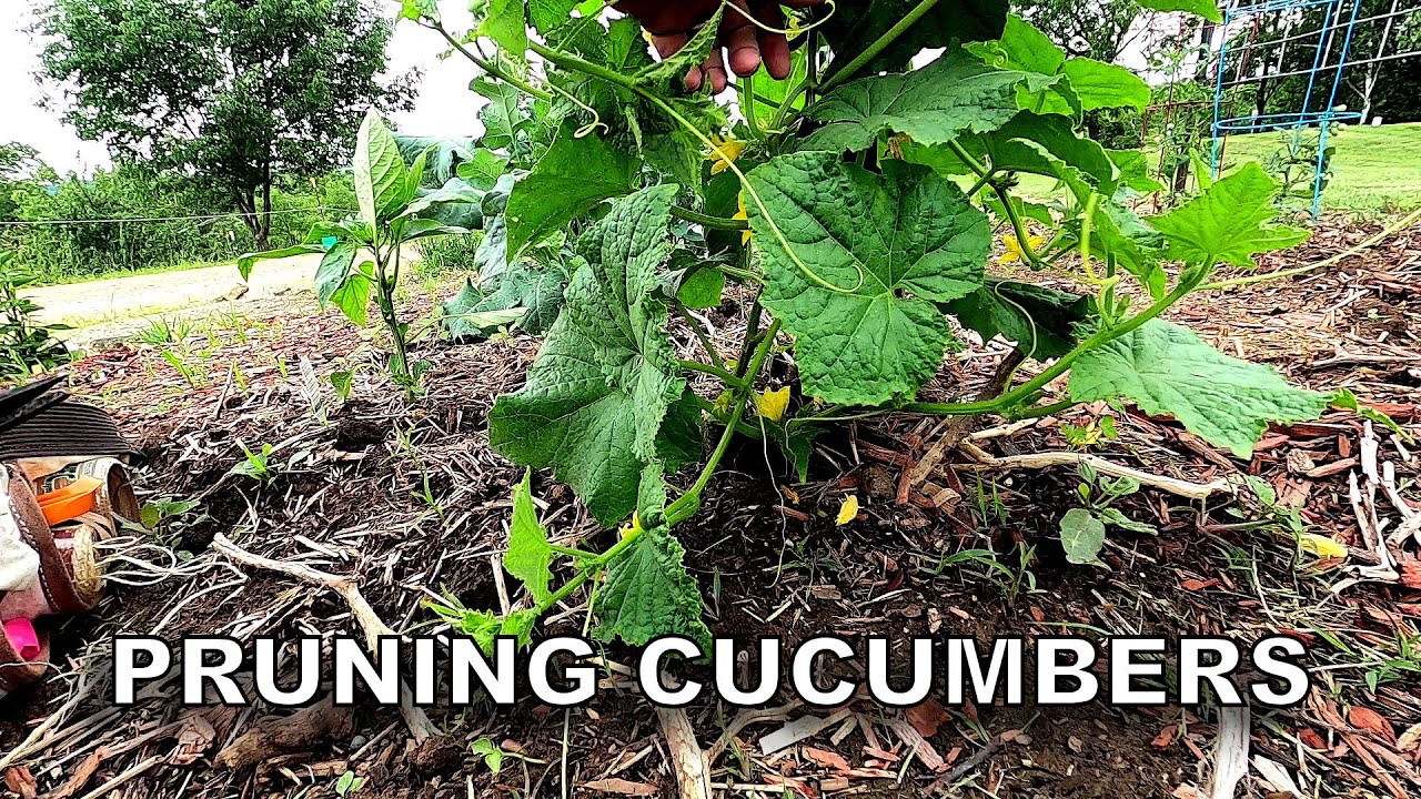 Pruning Cucumbers in a Storm ― Tragic Pruning Accident