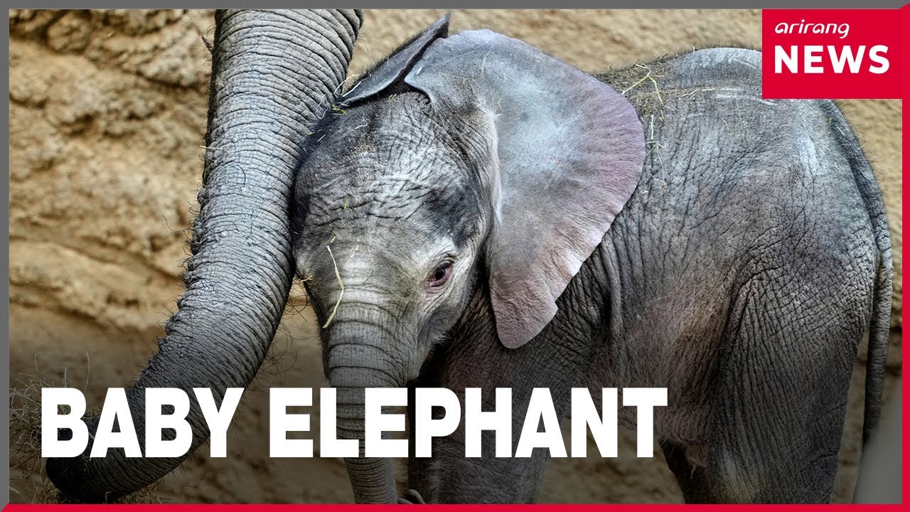 Kronberg zoo introduces newborn elephant