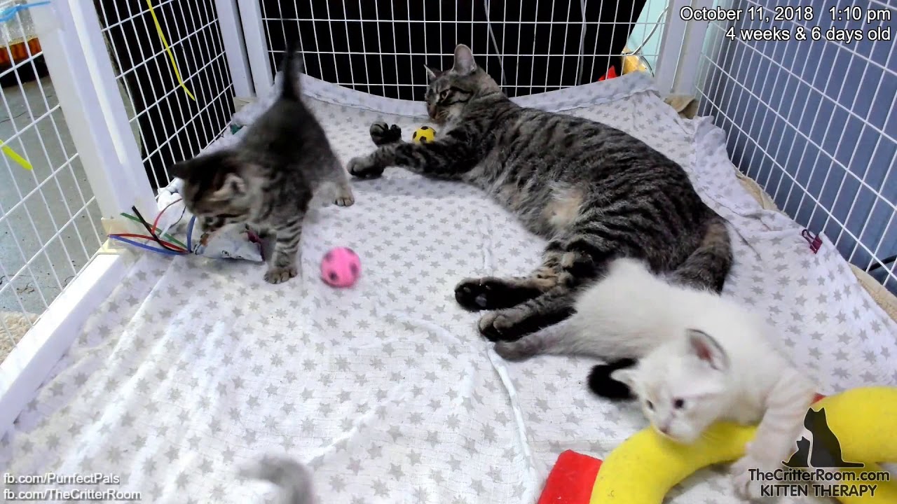 Fantastical Kittens - No Bath, Mama