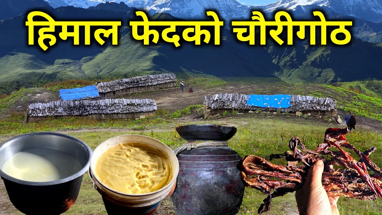 गोठमै बस्ने गोठमै खाने लेकाली गोठको जीवन | हिमालको फेदैमा वर्षौंदेखि चौरी पालेर बस्ने दाईको रोचक कथा