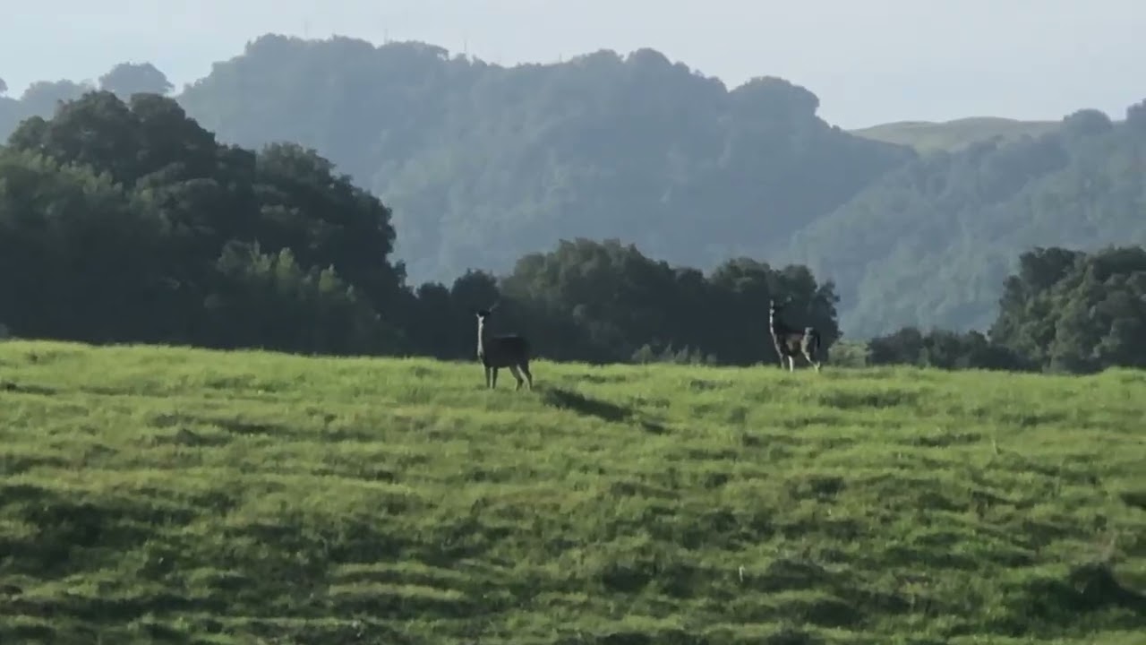 Deer 01/28/2026