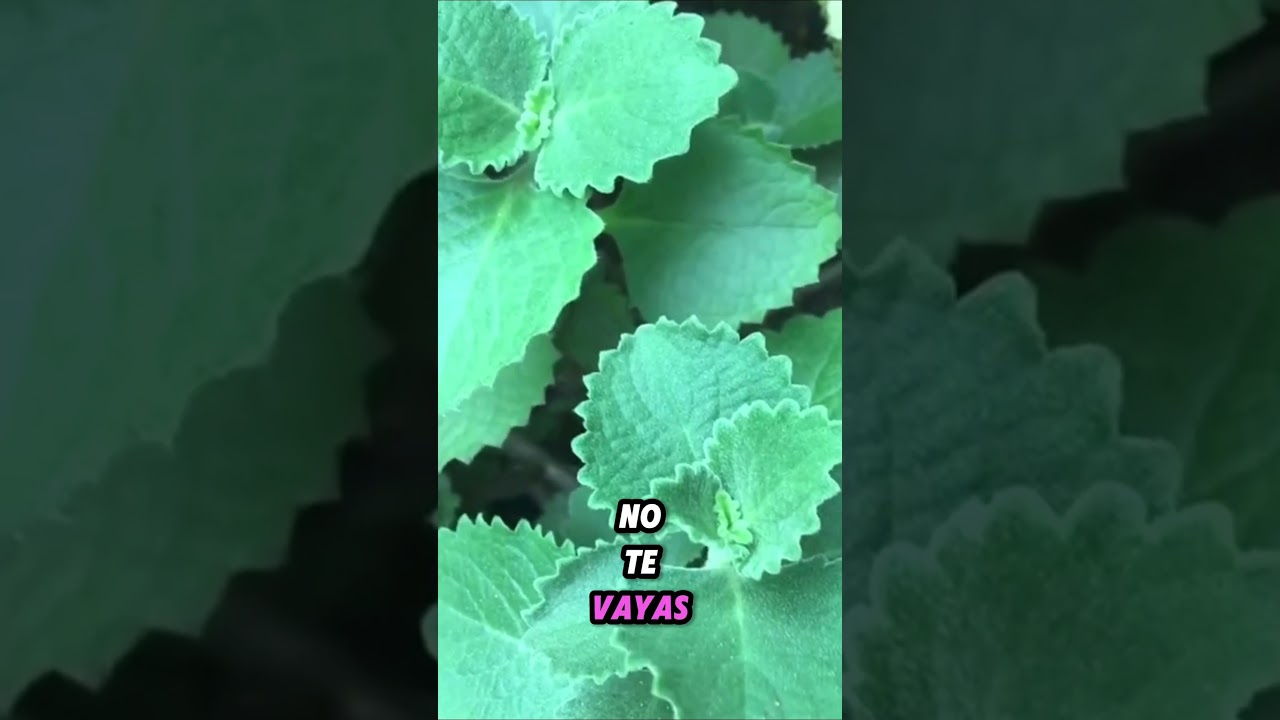 La hierba más potente del mundo: el orégano 😱✨ 