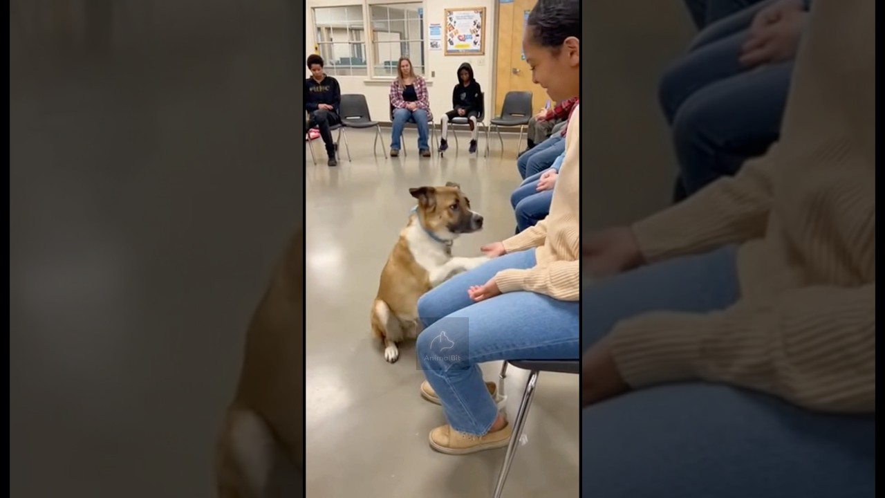 Dogs choosing their humans at the shelter and it's beautiful #emotional #rescue