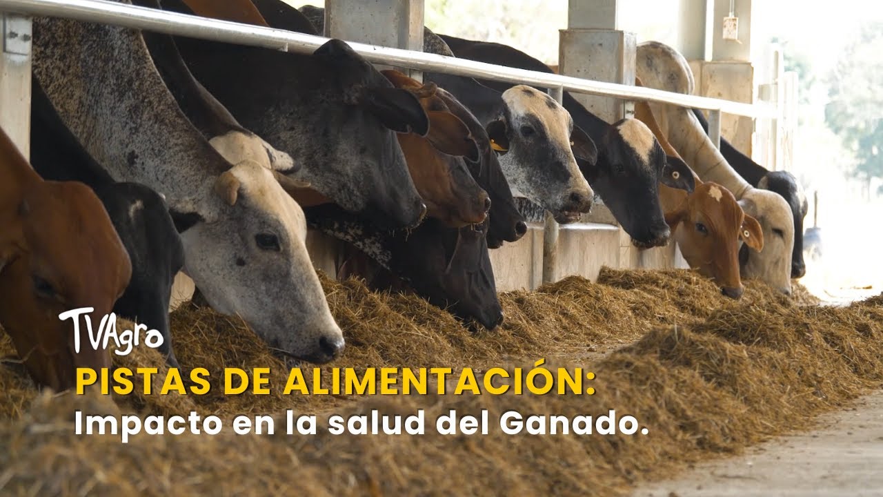 Pistas de Alimentación: Impacto en la salud del Ganado - TvAgro por Juan Gonzalo Angel