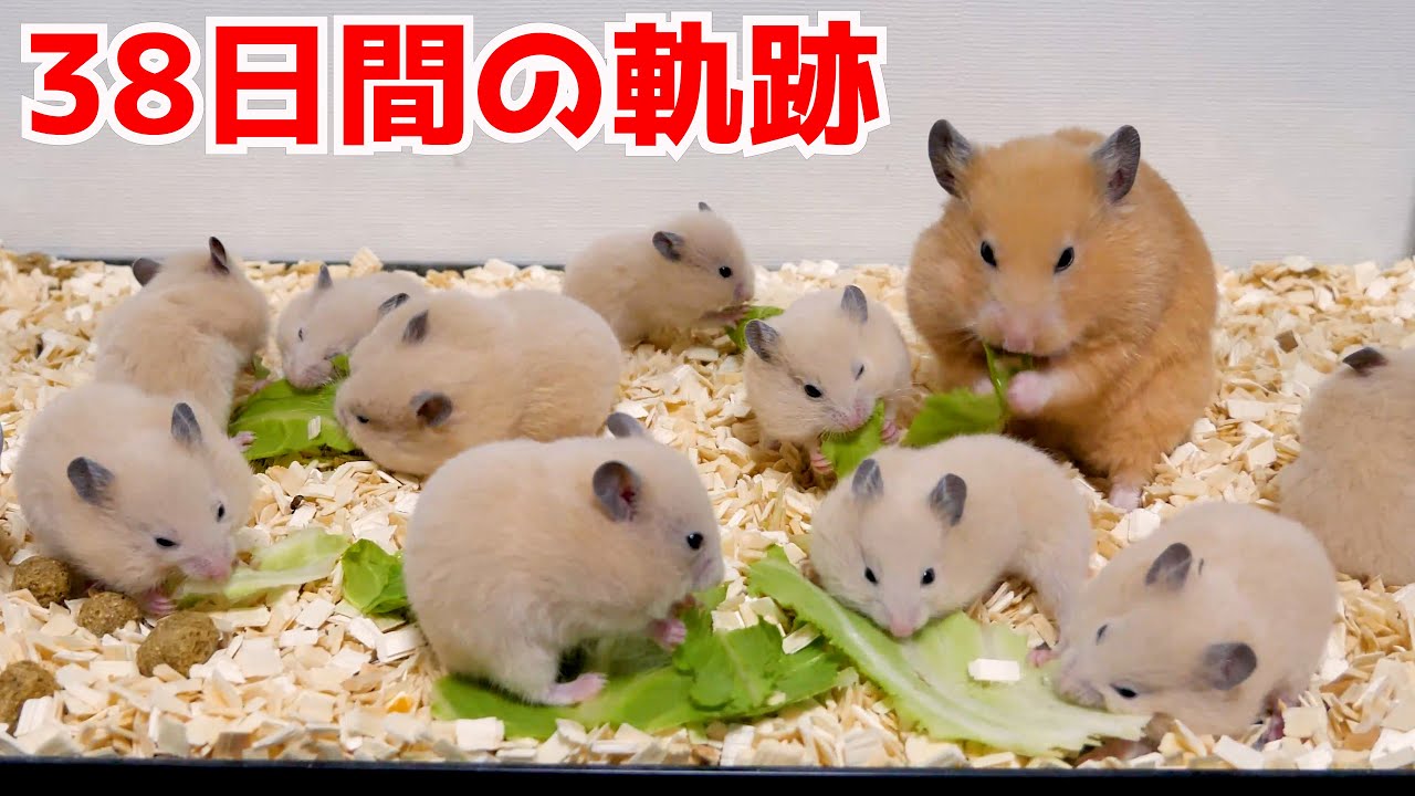 ハムスターが生まれてから大人になるまでの成長記録