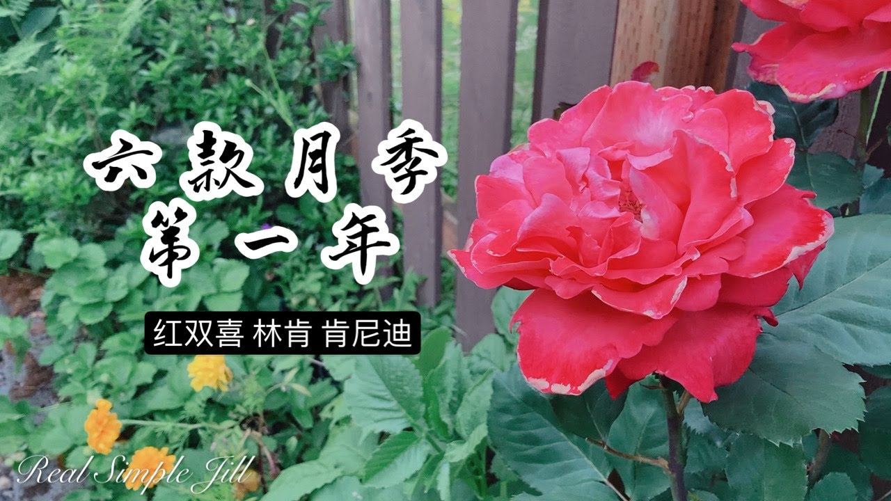 【花卉推荐7】六种玫瑰月季初体验 | 红双喜 林肯先生 肯尼迪 亚美利加 艺术家 樱桃帕妃 | 杂交茶香 丰花月季 巨花月季 藤本月季 | Real Simple Jill