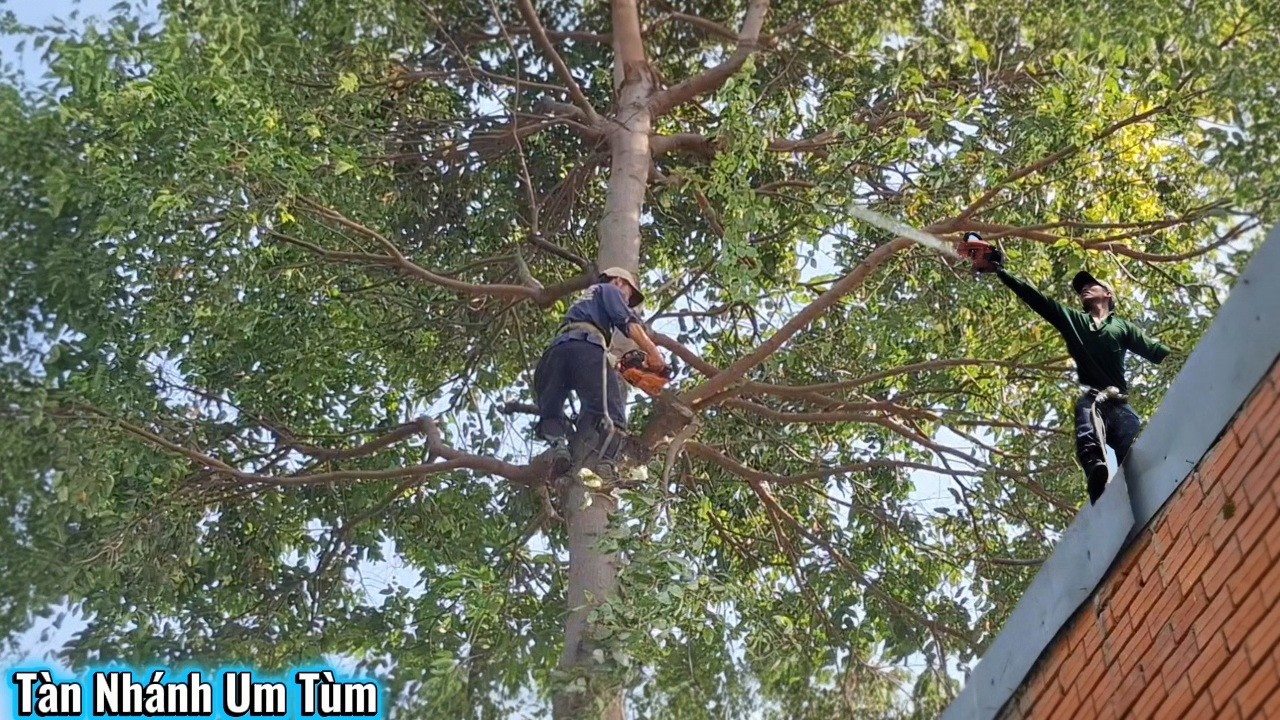 Cưa 2 Cây Sao Nhiều Nhánh Sát Nhà / Sawing down two multi-branched Star Trees near the house | P257