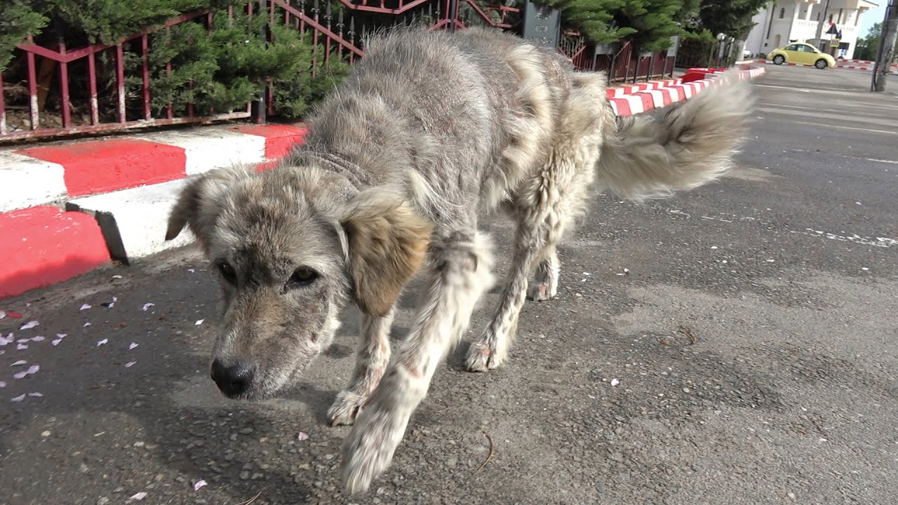 5 Homeless Dogs Before and After Adoption Heartwarming Transformation | Howl Of A Dog