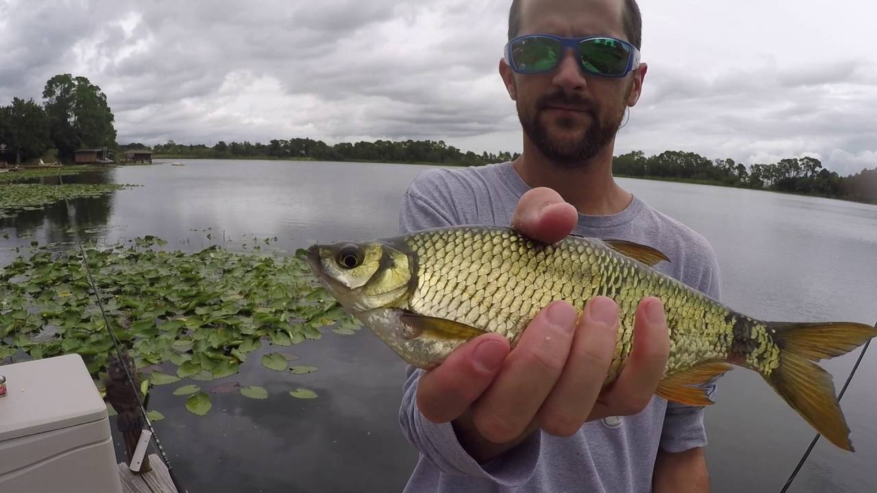 Easy Bass Fishing with Live Bait