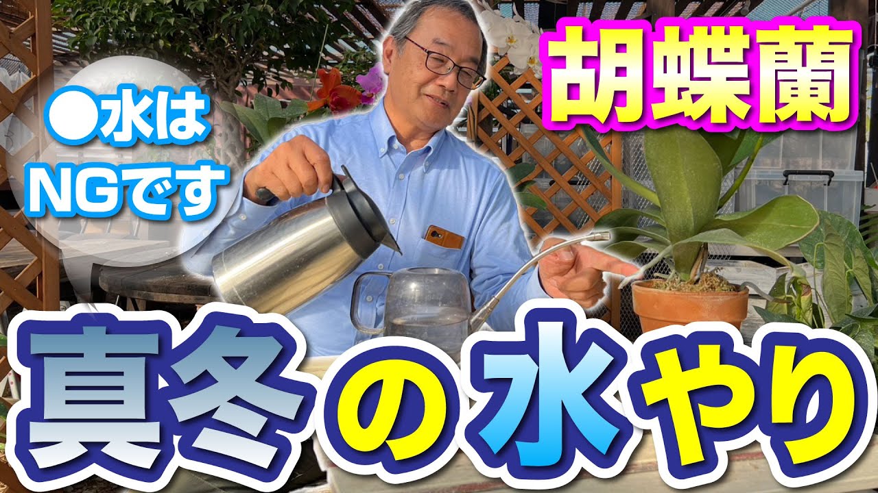 【胡蝶蘭】やってはいけない真冬の水やり。今までと同じ水やりではダメ。だった！？[orchid]Watering in midwinter@seedpot368