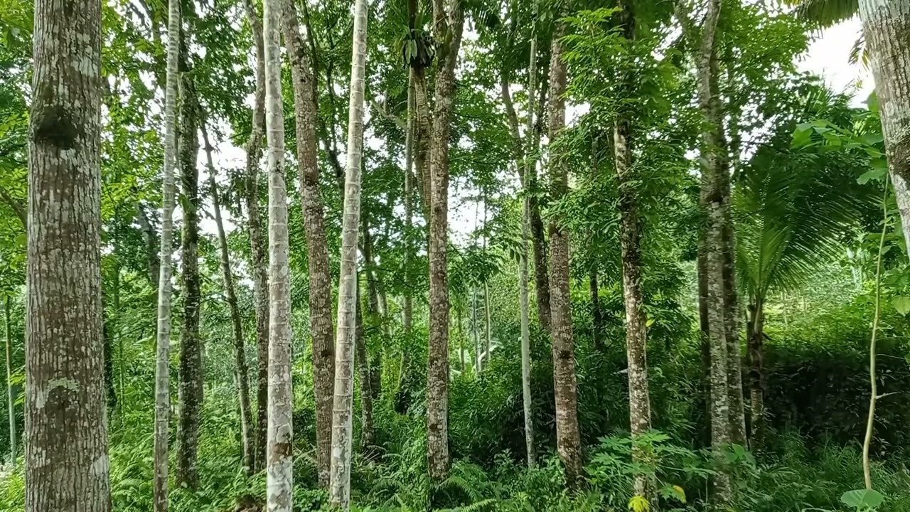 Forest Bird Sounds for Sleep | No Music, Pure Nature