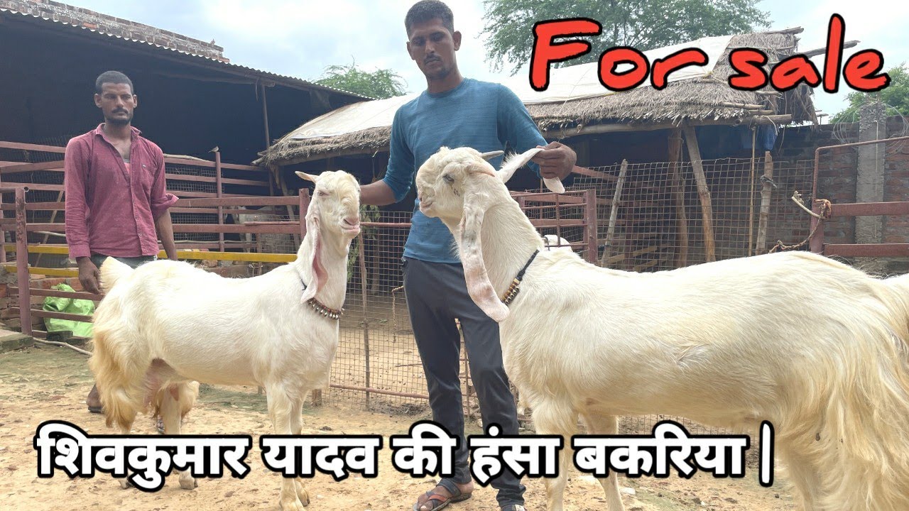 शिवकुमार यादव की हंसा बकरियां || For sale || By - HAPPY GOAT FARM ♥️