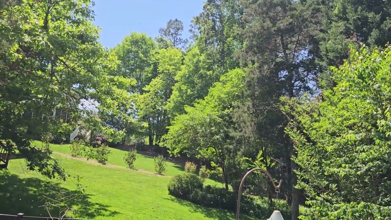 bee swarming