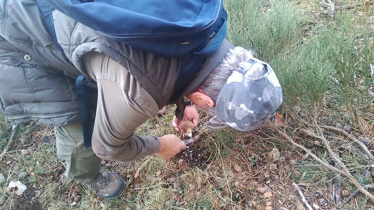 Recogiendo boletus Comunidad de Madrid, parte II