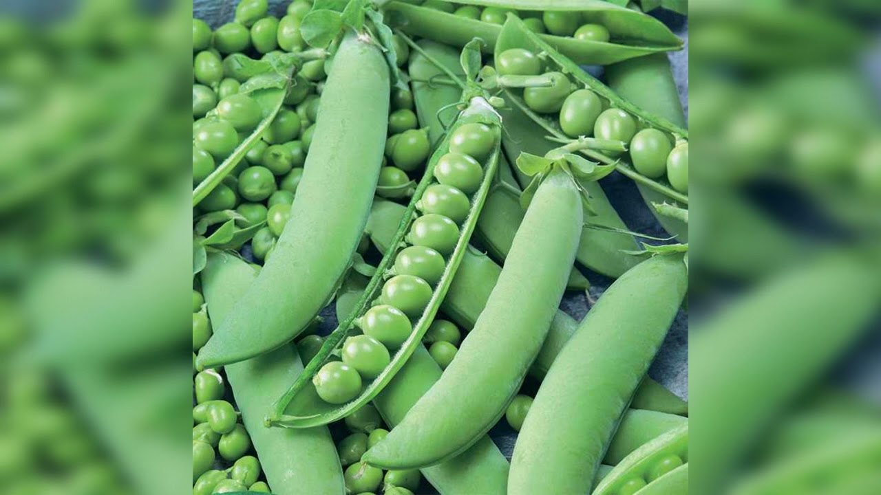 Comment semer et cultiver les pois verts ? - Variétés, soins et récolte