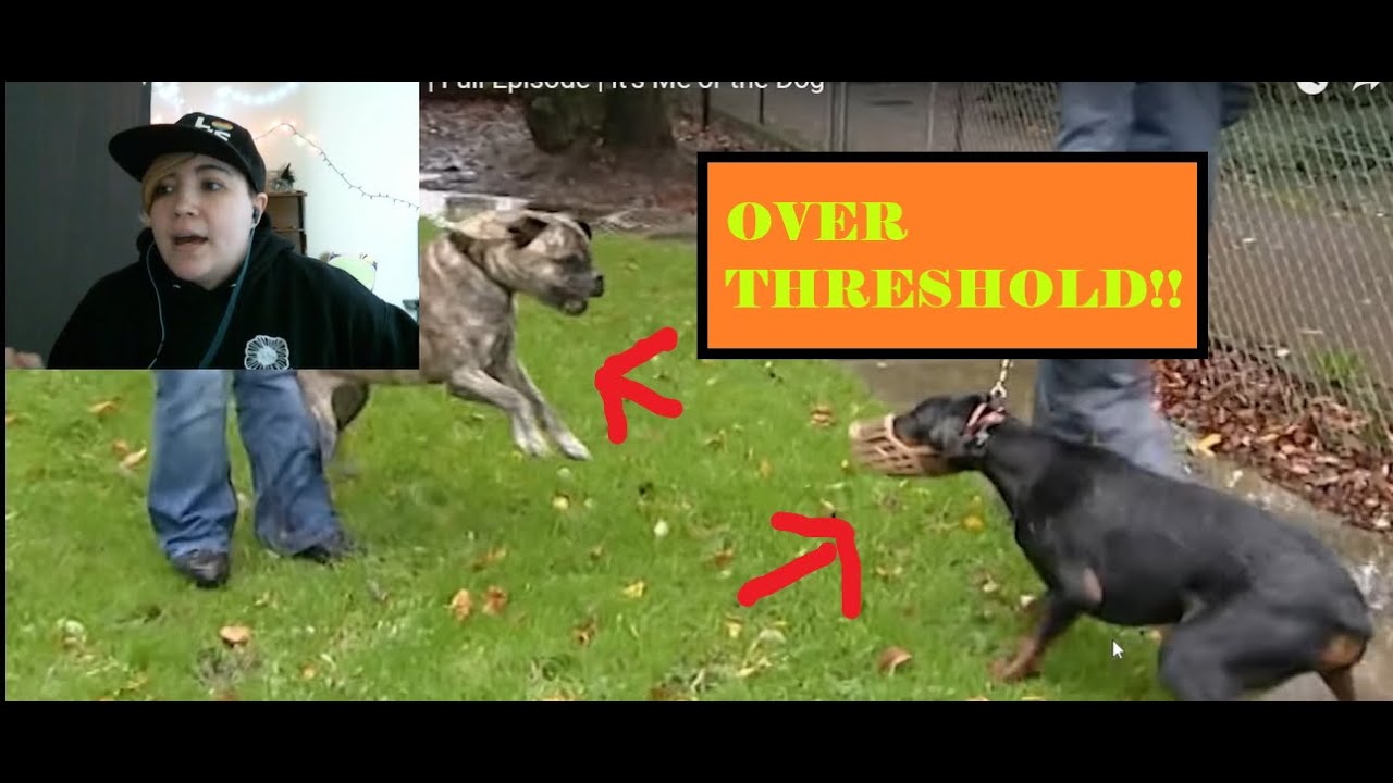 How Not To Help An Anxious Dog | ~ It's Me Or The Dog Review