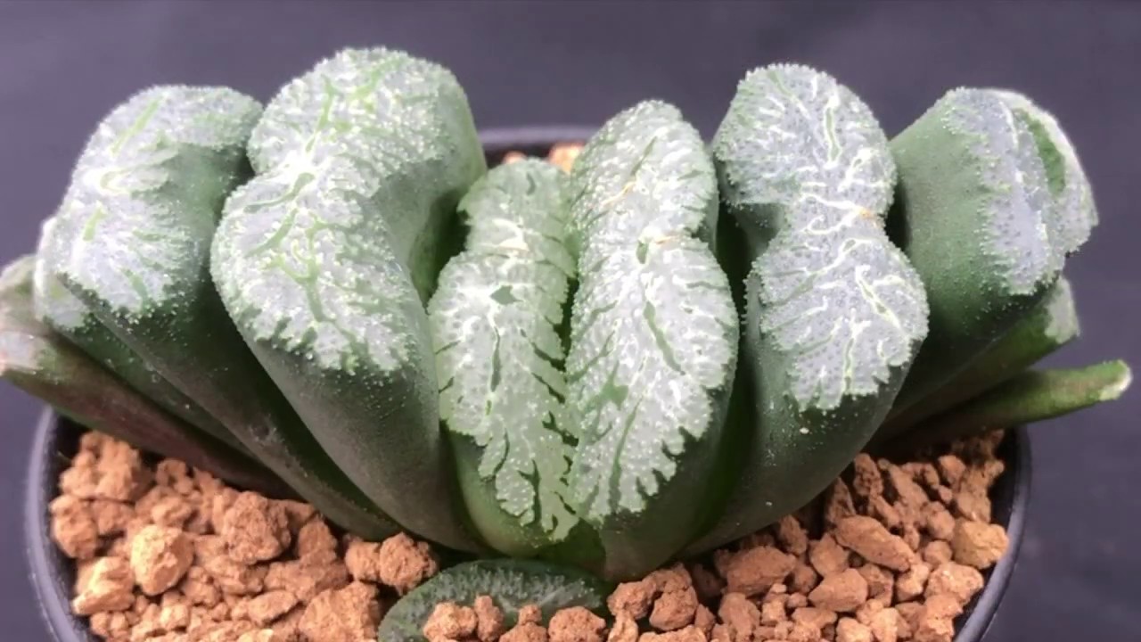 Коллекция Haworthia truncata - Как выращивать эти суккуленты и сорта хавортии.