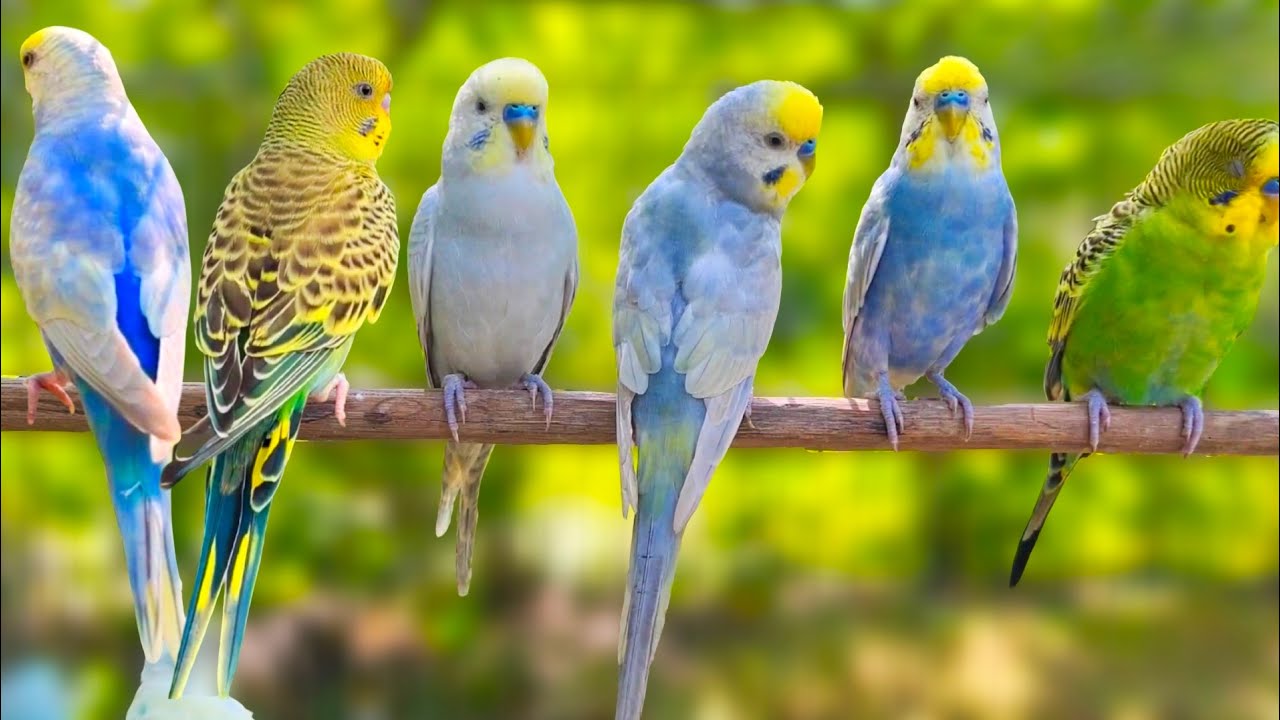9 Hours of Budgie Best Friends - Mango and Chutney - Singing and Talking Sounds