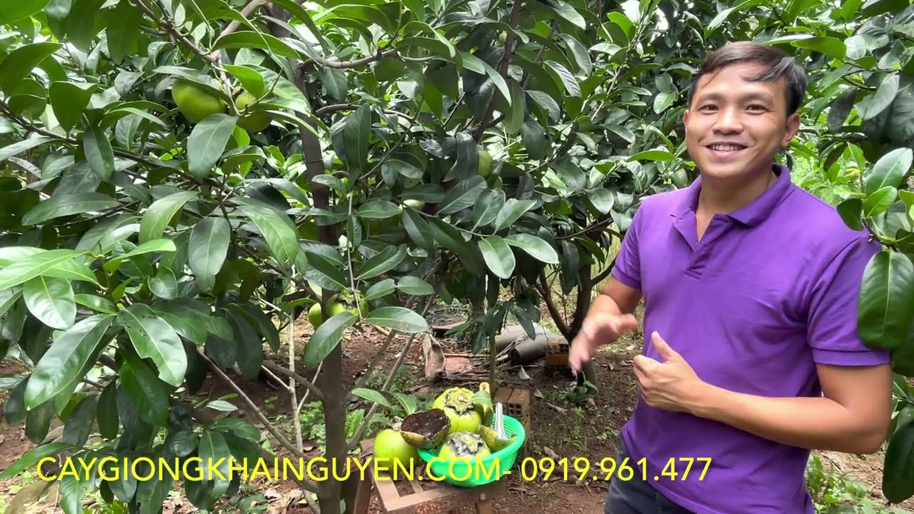 Hồng sô cô la Indo không hạt