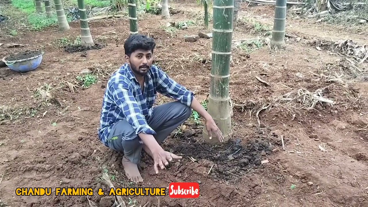 ಅಡಿಕೆ ಬೆಳೆಗೆ ನಾವು ವರ್ಷದಲ್ಲಿ ಯಾವ ತಿಂಗಳುಗಳಲ್ಲಿ ಯಾವ ಹಂತದಲ್ಲಿ  ಗೊಬ್ಬರ ನೀಡುಬೇಕು ಎಂದು ಸಣ್ಣ ಮಾಹಿತಿ.🐃🐄🌱🌾