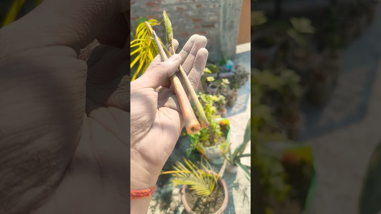 How to grow areca palm with its cuttings 😊✨✨#plants #gardenlove