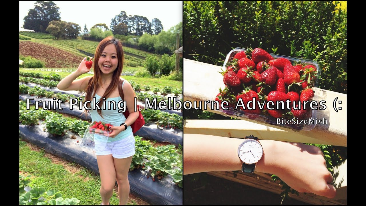 Fruit Picking | Melbourne Adventures ❤