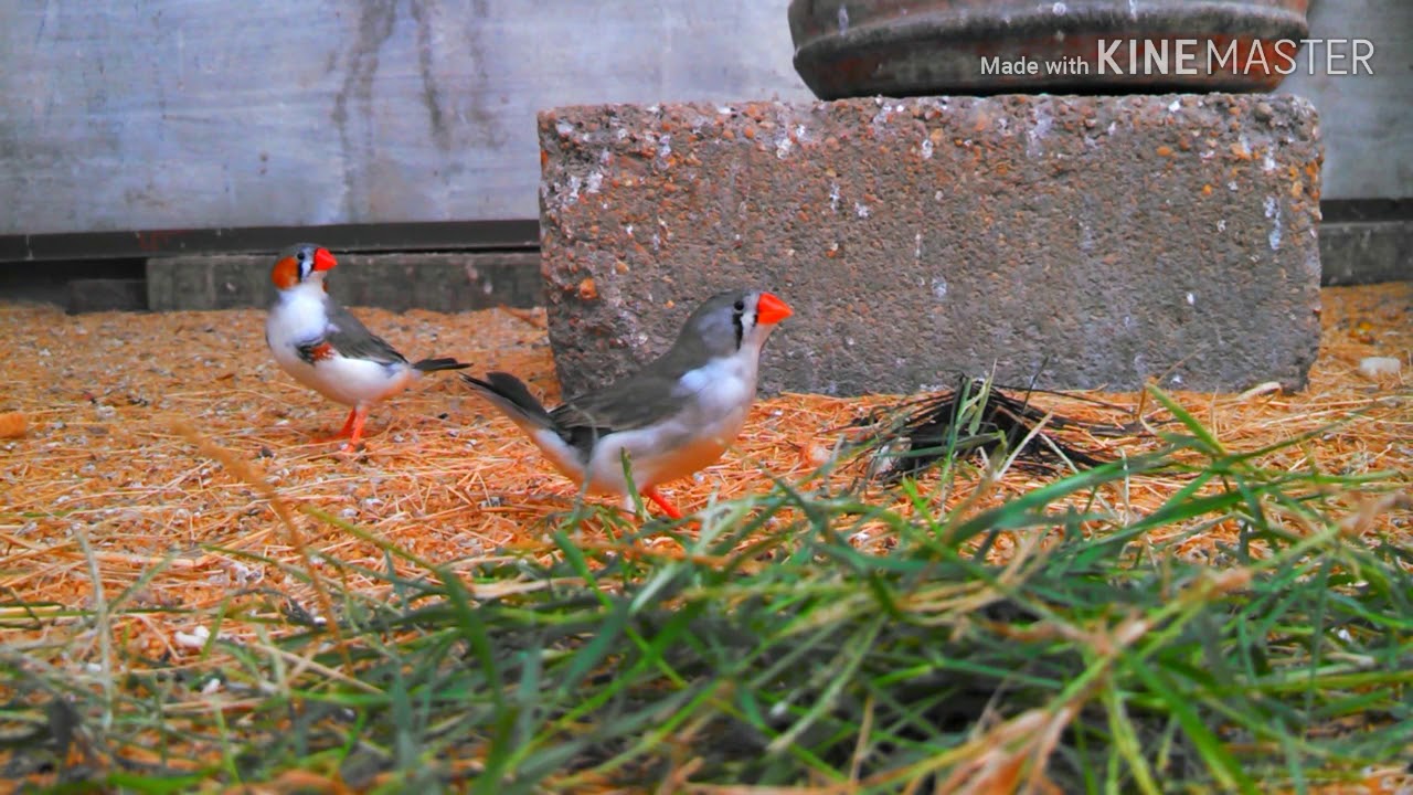 Best nesting material for zebra finch.
