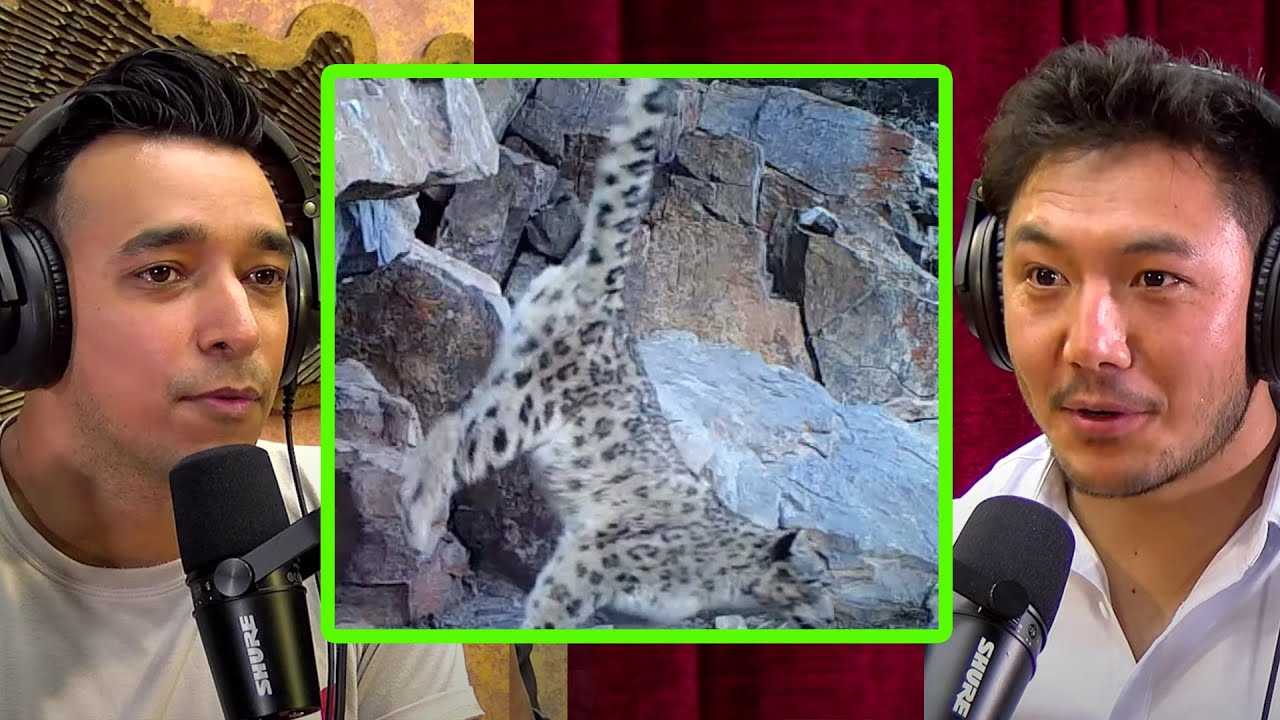 Rinzin Explains Why Snow Leopards Urinates